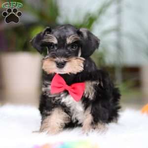 Noah, Miniature Schnauzer Puppy